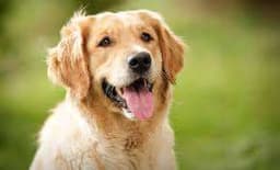 Dogs
