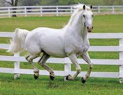 Horses